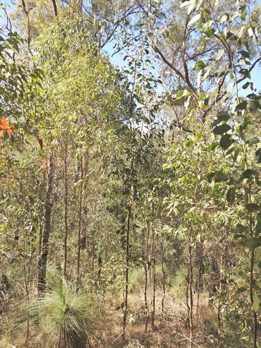 Acacia bancroftiorum, photograph 4