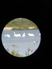 Pelecanus erythrorhynchos