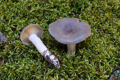 Lactarius hibbardiae