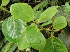 Monimia rotundifolia
