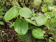 Monimia rotundifolia