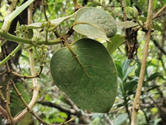 Monimia rotundifolia