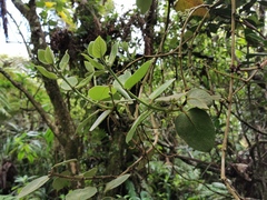 Monimia rotundifolia