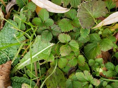 Potentilla indica