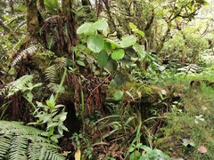 Monimia rotundifolia