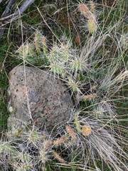 Opuntia × columbiana