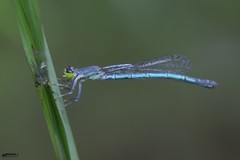 Agriocnemis kalinga