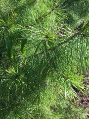 Pinus clausa