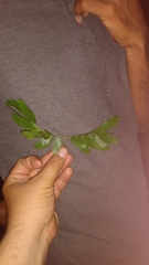 Plectrocarpa carrapo