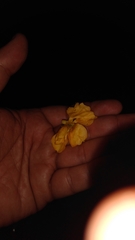 Plectrocarpa carrapo