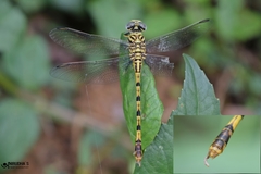 Paragomphus lineatus