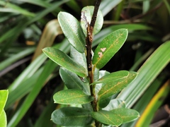 Agarista buxifolia