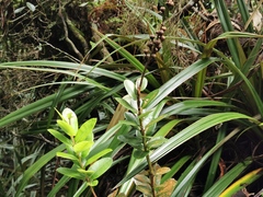 Agarista buxifolia