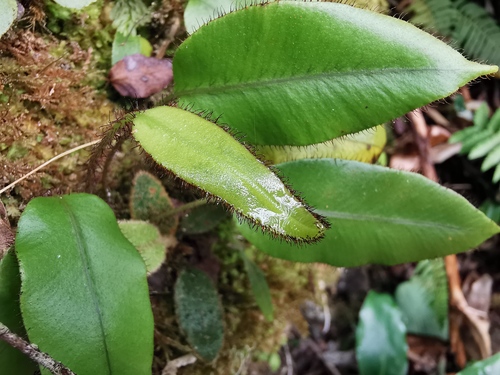 Elaphoglossum hybridum image