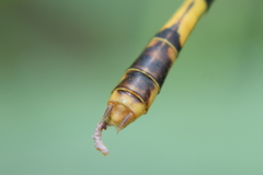 Paragomphus lineatus