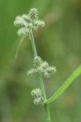 Cyperus leptocarpus