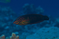 Halichoeres biocellatus