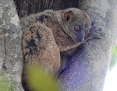 Lepilemur ankaranensis