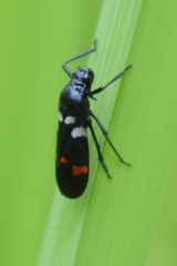 Callitettix versicolor