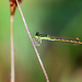 Kerala Dartlet - Photo (c) Rison Thumboor, some rights reserved (CC BY), uploaded by Rison Thumboor