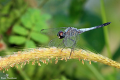 Brachydiplax sobrina