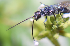Trirogma caerulea