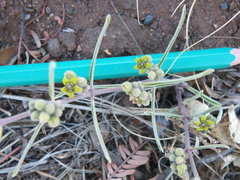 Raphionacme velutina
