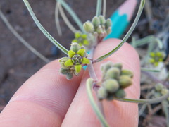 Raphionacme velutina
