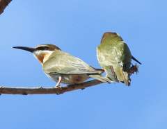 Merops superciliosus