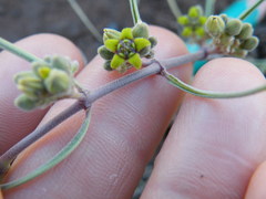 Raphionacme velutina