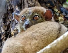 Lepilemur ankaranensis