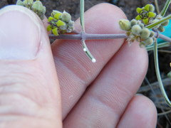 Raphionacme velutina