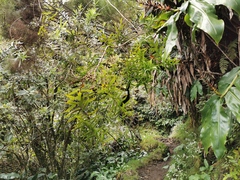 Faujasia salicifolia