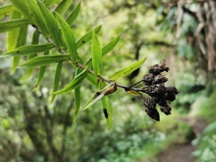 Faujasia salicifolia