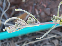Raphionacme velutina