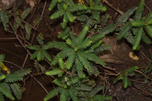 Phyllanthus chamaepeuce
