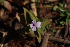 Limnophila aromatica, photograph (c) Greg Tasney, some rights reserved (CC BY-SA)