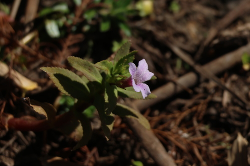 Limnophila aromatica, photograph 5