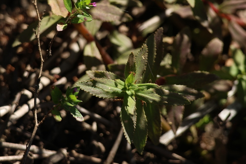 Limnophila aromatica, photograph 6