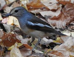 Copsychus albospecularis