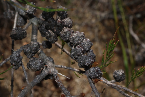 Allocasuarina emuina observed 2025-08-16