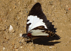 Graphium endochus