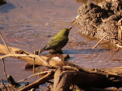 Orange River White-eye (Zosterops pallidus), photo 5