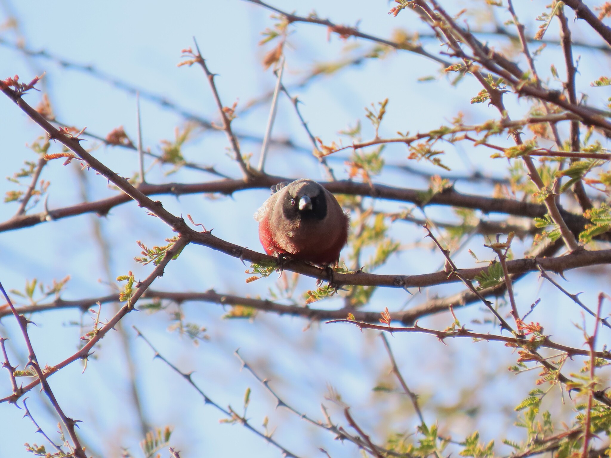 Black-faced Waxbill (Brunhilda erythronotos)