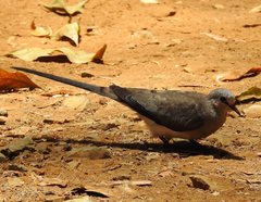 Oena capensis aliena