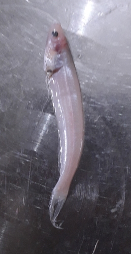 Gangetic Ailia
