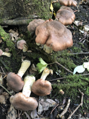 Armillaria gallica