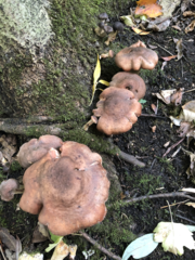 Armillaria gallica