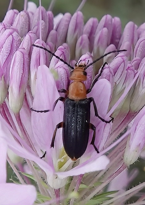 Zonitis atripennis