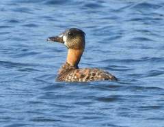 Thalassornis leuconotus insularis